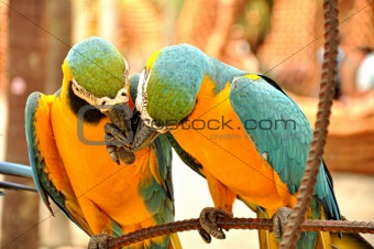 close up of two beautiful macaws