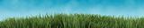 Green Grass isolated on blue sky