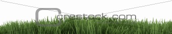 Green Grass isolated on White