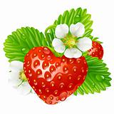 Vector strawberry in the shape of heart and white flowers