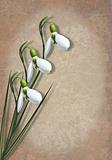 Snowdrops and shadow on textured background