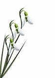 Snowdrops isolated on white