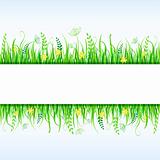 Beautiful Green Grass and Place for Text. Vector Frame