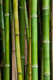 Local Bamboo forest