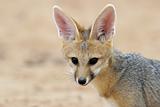 Cape fox portrait