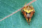 Attractive yellow colored hairy spider on a leaf 