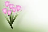 Pink tulip background