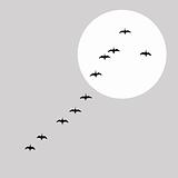 flying ducks silhouette on solar background, vector illustration