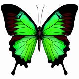 Vector illustration of beautiful green butterfly  isolated on wh