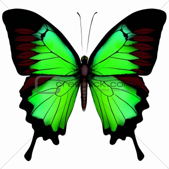 Vector illustration of beautiful green butterfly  isolated on wh