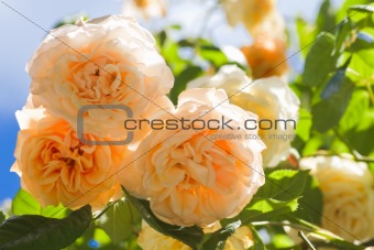 Beautiful yellow scented old climbing rose 'Buff Beauty' 