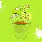 Sprout in a pot