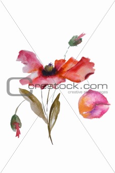 Watercolor Poppy flower 