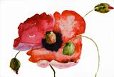 Watercolor Poppy flower 