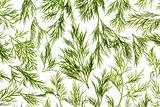 Fresh Dill close-up background / back-lit