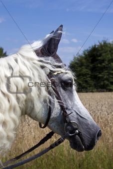 Horsey Face