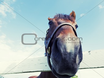 Horse up close 