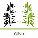 Black and Green Olives Branch 