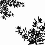Silhouette of black olive branch 