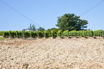 Italy - Piedmont region. Barbera vineyard