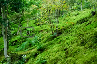 Moss on forest floor