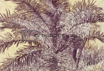 Palm Nut Harvesting
