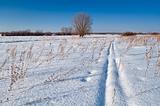 winter landscape of the field