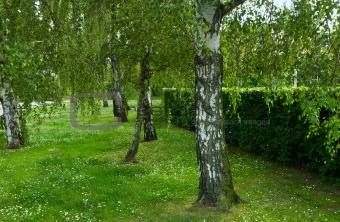 Birch trees 