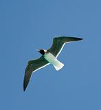White-eyed gull in flight