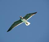 White-eyed gull in flight