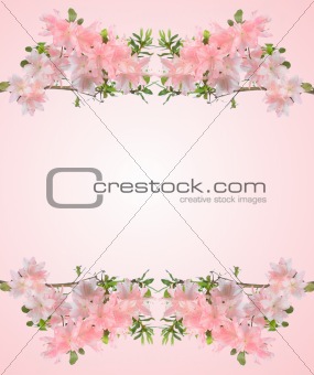 Pink Azaleas