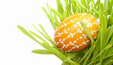 Easter Egg in Grass