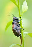 cricket (Bradiphorus Dasiphus)