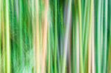 Abstract of bamboo