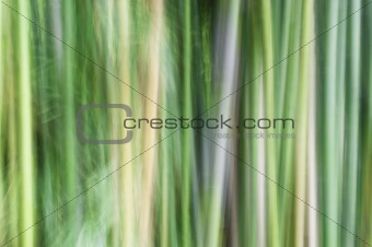Abstract of bamboo
