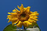 Sunflower against the dark blue sky