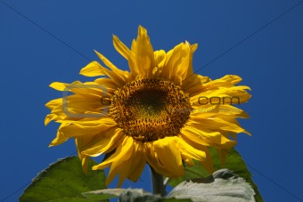 Sunflower against the dark blue sky