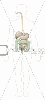 Human anatomy. Digestive system
