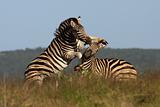 Zebra's fight on Africa's plains