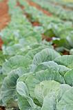 Healthy young cabbage crop on the field