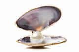 One white pearl in a sea shell on white background