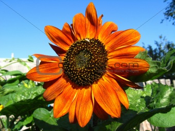 sunflower on the blue sky background