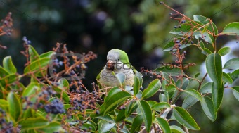 green parrot eating berries on the tree