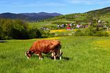 Cow on green meadow