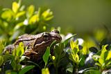 Common frog on buxus bush