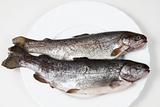 raw trout fishes
