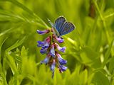 The small blue butterfly on violet flowers