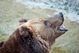 Brown bear roars 