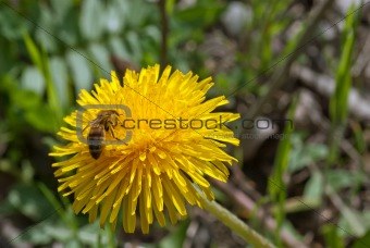 Bee collects nectar on a dandelion
