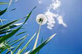 dandelion in green grass